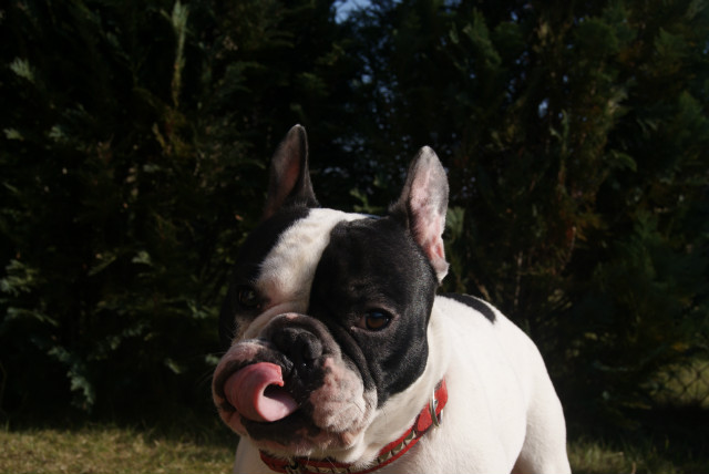 FrenchBulldog