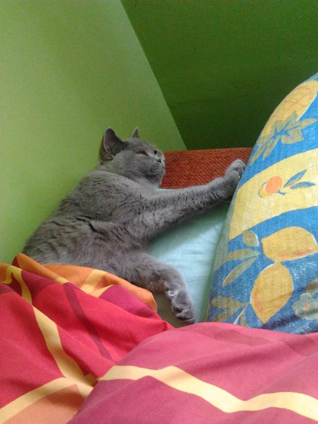 Soniek