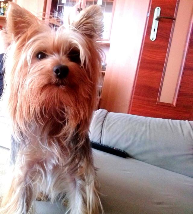 piesek :))