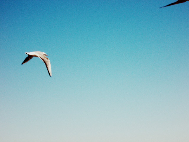 Freedom