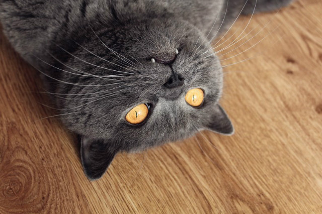 siwu