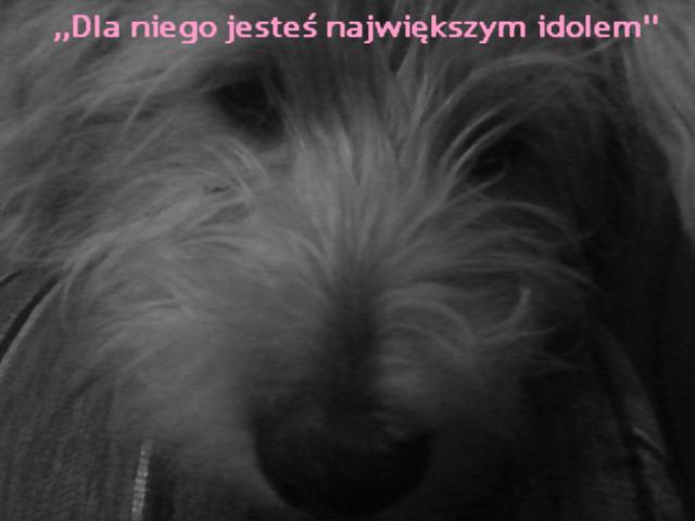 piesiulek
