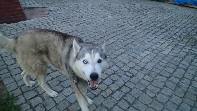 misiu:P