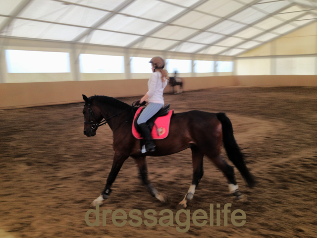 Wpis dressagelife