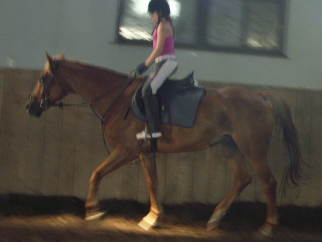 Wpis horse0808