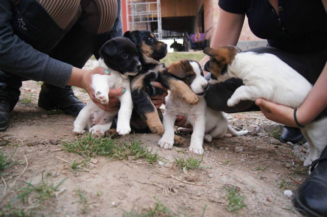 Krowa, Django, Max, Shakira