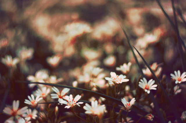 Wpis printemps