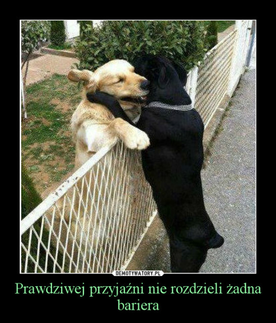 Wpis ollkaaxd13