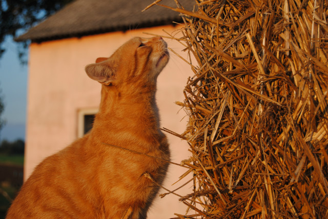 Garfield 