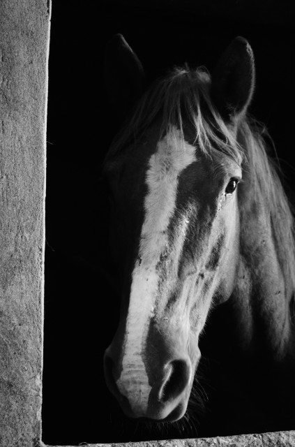 dzikimustang