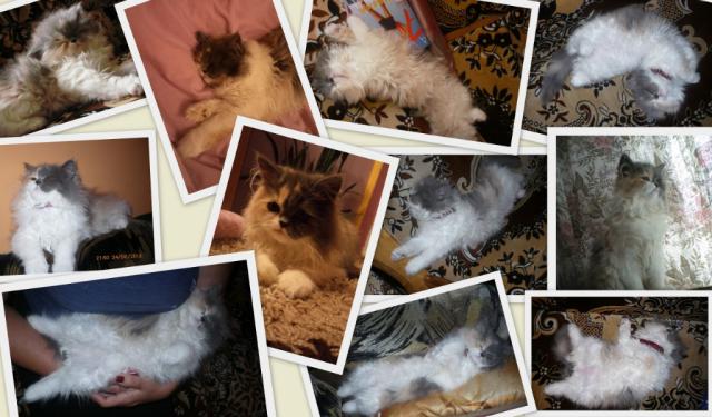 TOSIA :*