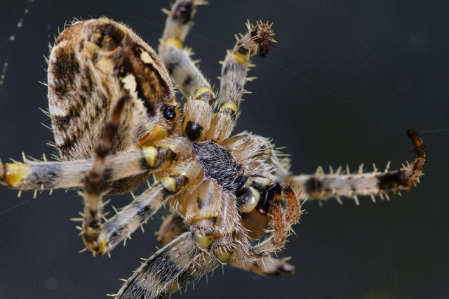 Spider