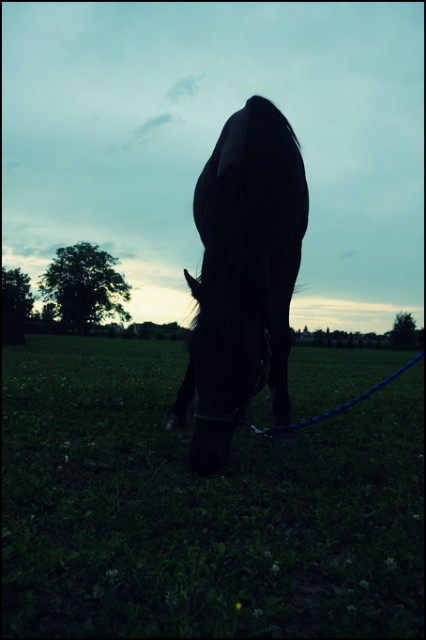 Treningi.