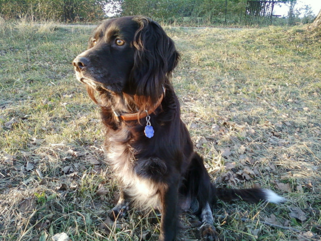 Zorka 