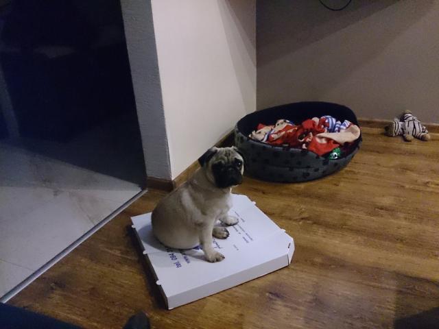 Pan Dowoziciel pizzy ;p