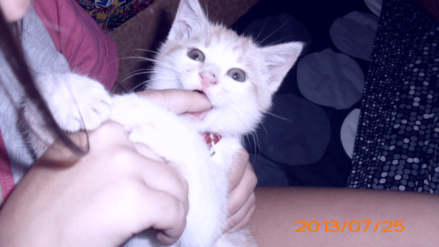 Wpis gumisiowymisx33