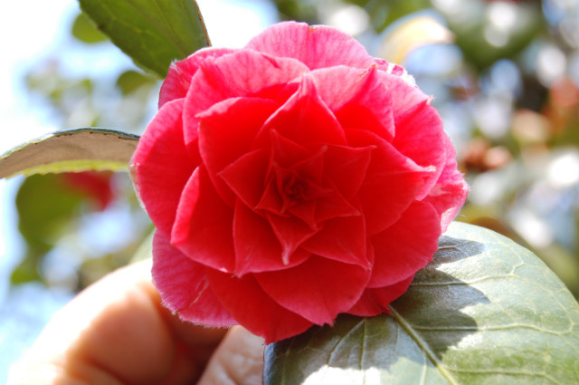 Wpis violetarantia