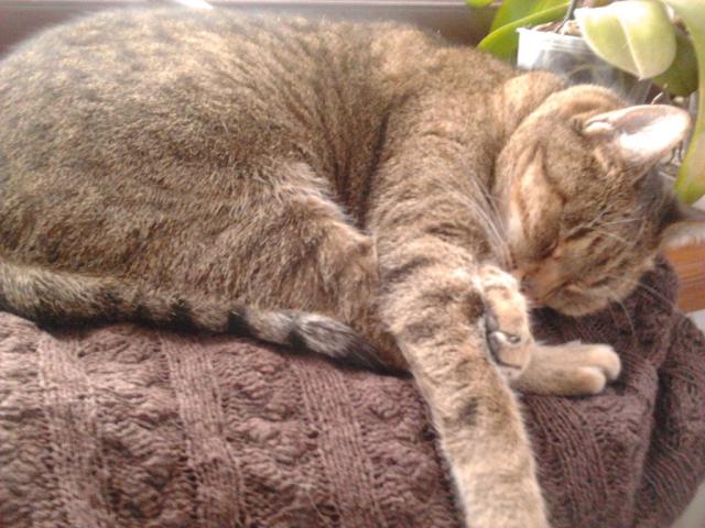 Kicia