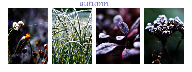 autumn