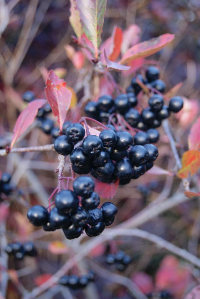 Autum