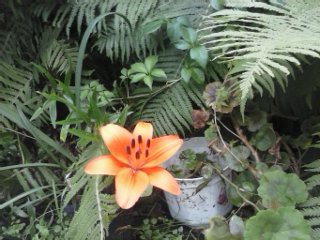Liliaa
