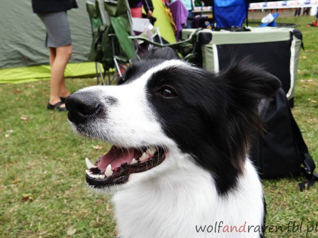 Border Collie.