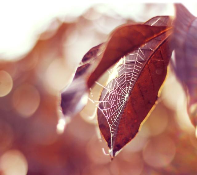 macro .