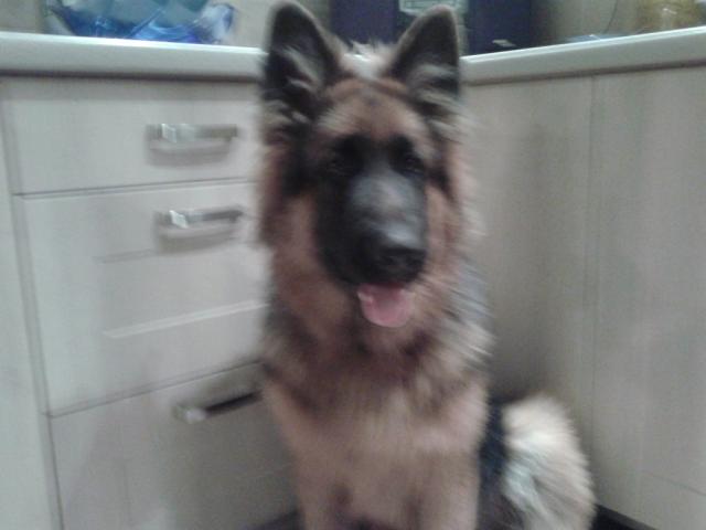 Alex xd