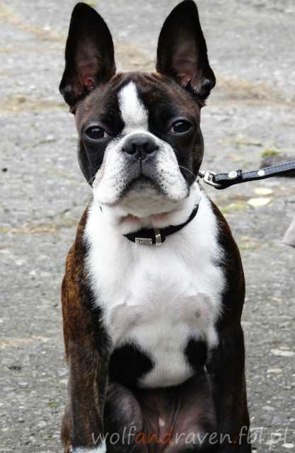 French Bulldog.