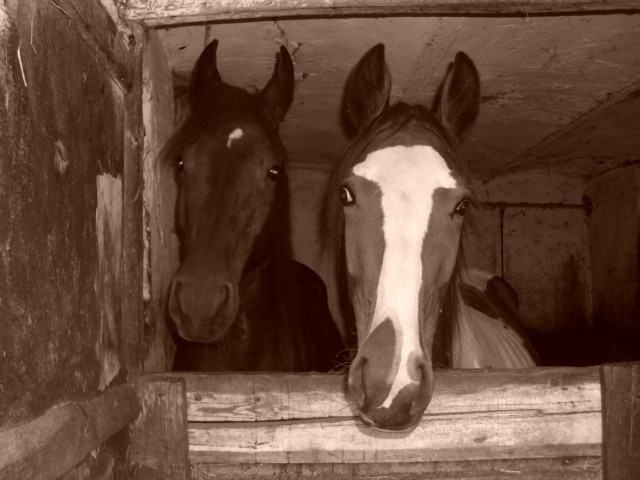 Day in the barn!