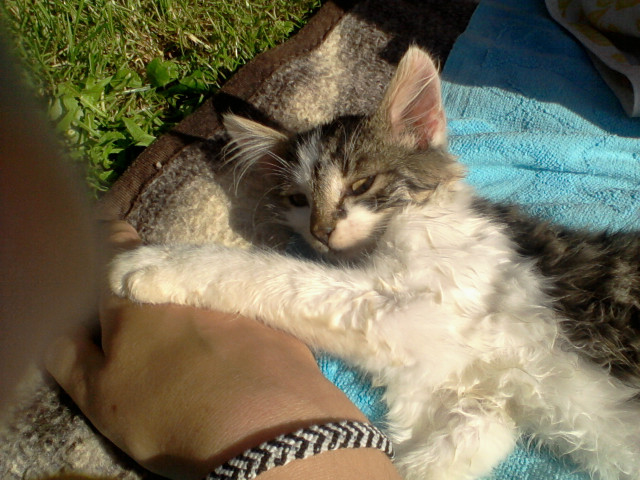 pimpus ;p