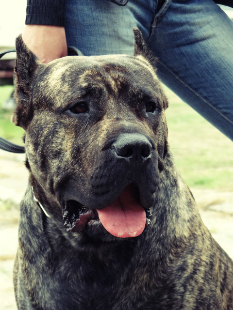 Amstaff.