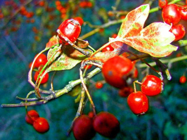 Wpis photography0ps