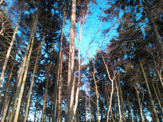 Karmazyn