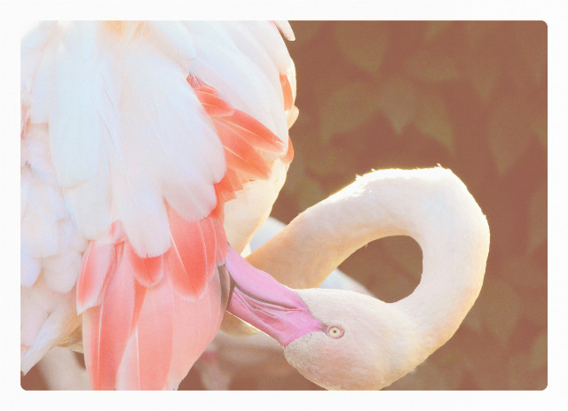 i flamingi.. 