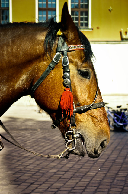 Armando ! 