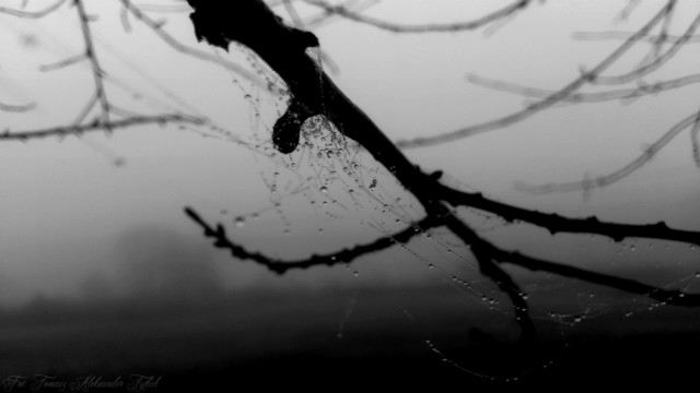 Torn apart, between two worlds.