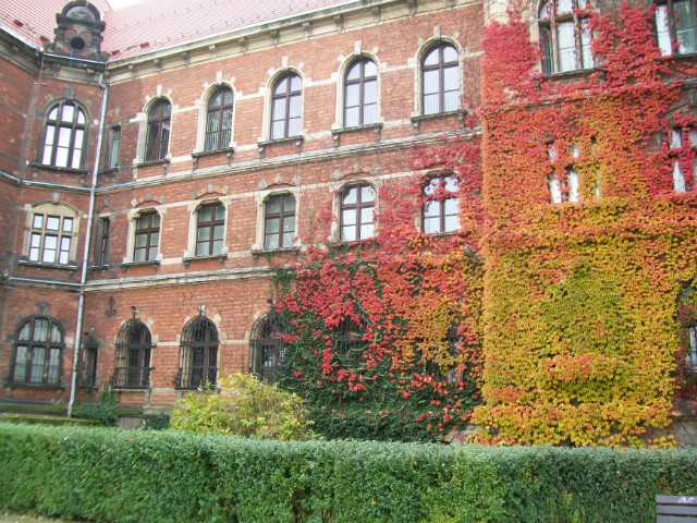 Wpis koosja