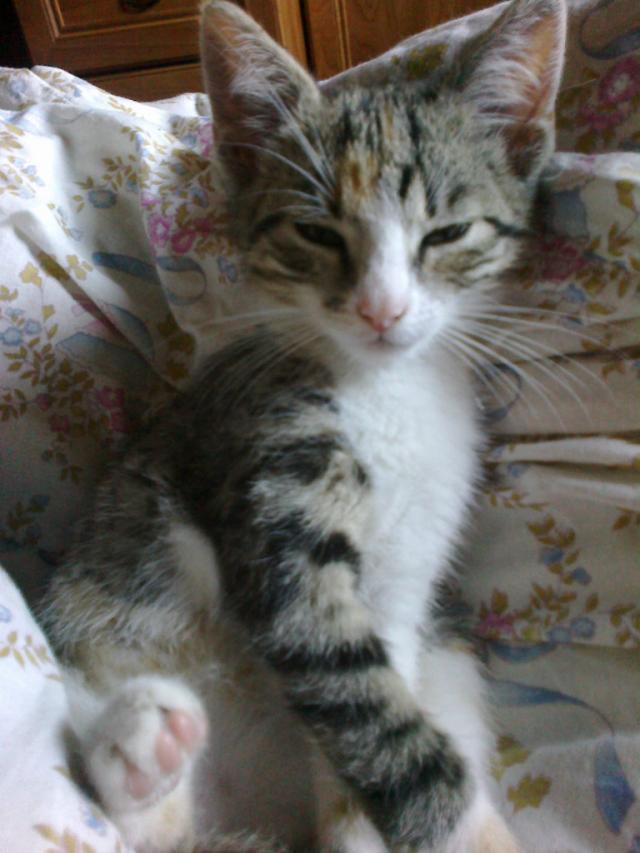 Stenia