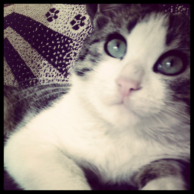 Timon 