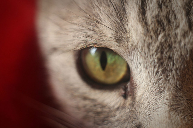 MEOW