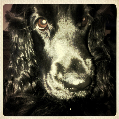 zuzee
