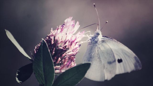 Natural