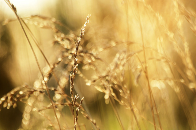 dust in the wind 