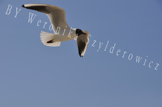 Fly