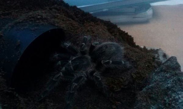 Grammostola pulchripes :)