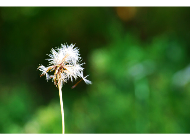 dandelion