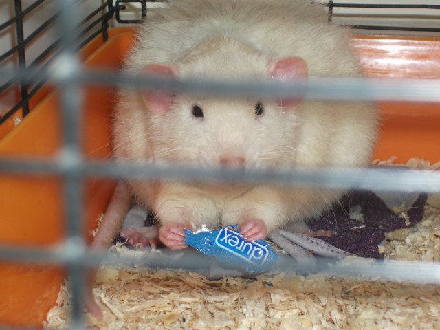 georgieeee