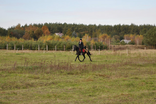 Lisek :)