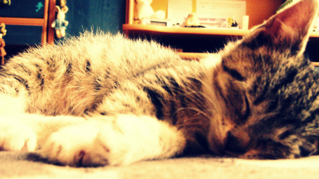 Meow.
